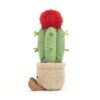 Amuseable Moon Cactus - Image 3