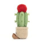 Amuseable Moon Cactus - Image 3