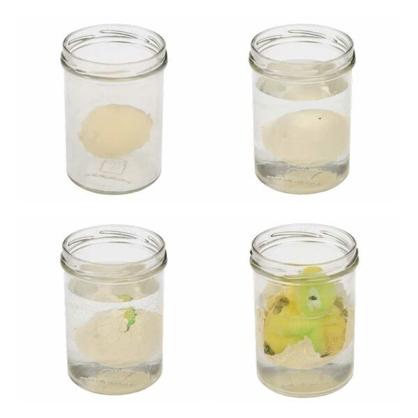 Oeuf de dinosaure à éclore