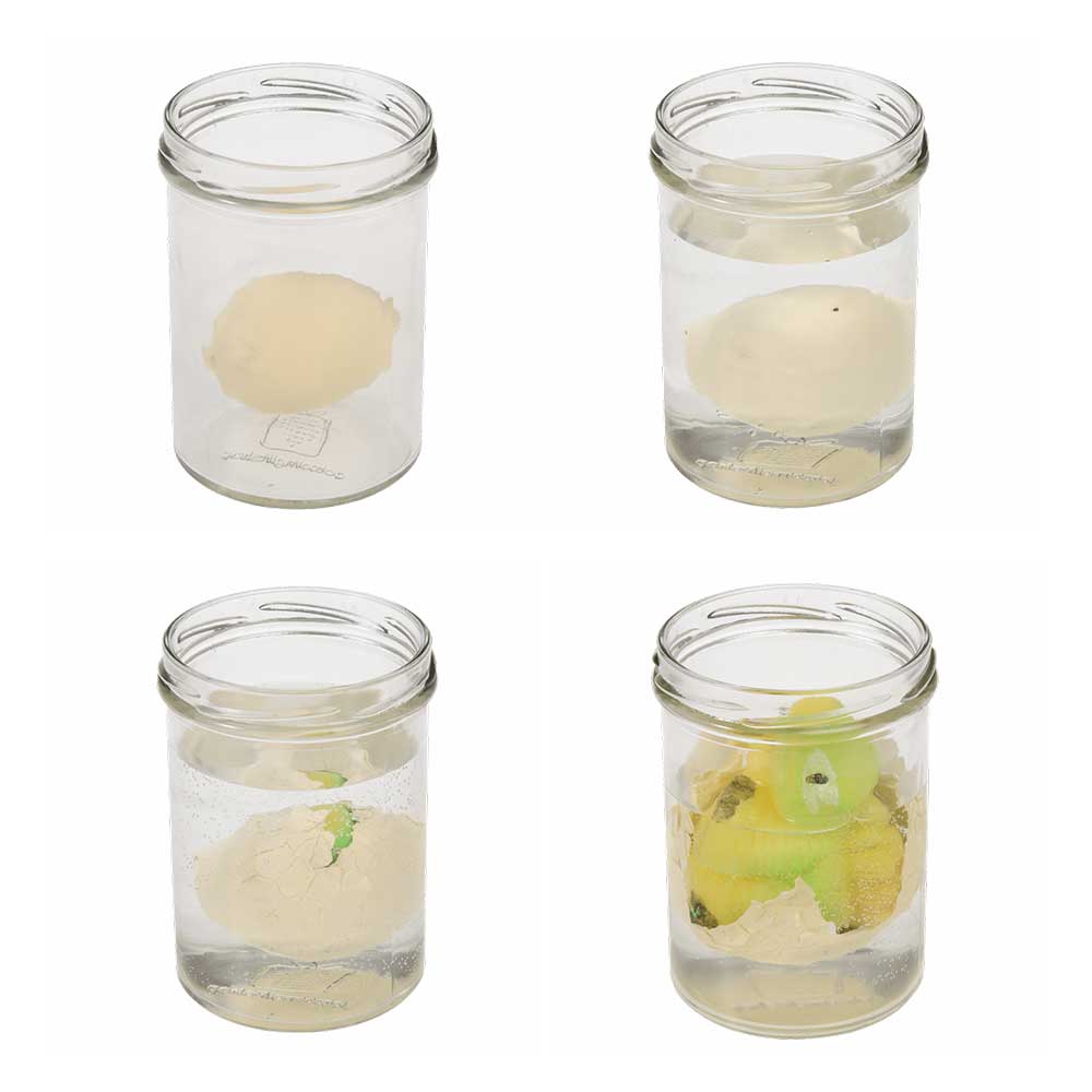 Oeuf de dinosaure à éclore – Image 2